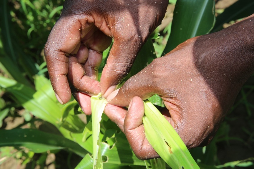 FACT SHEET: Farmer Field Schools capacitating communities to sustainably manage Fall Armyworm